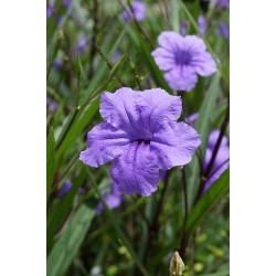 Seminte RUELLIA brittoniana SOUTHERN STAR Blue 100 s