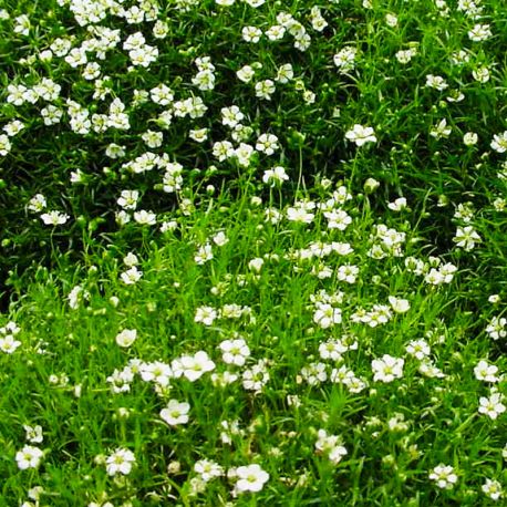 Seminte SAGINA subulata White 1000s