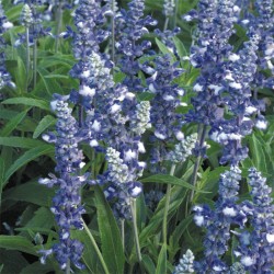 Seminte SALVIA farinacea FAIRY Queen 1000s