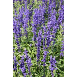 Seminte SALVIA farinacea VICTORIA Blue 1000s