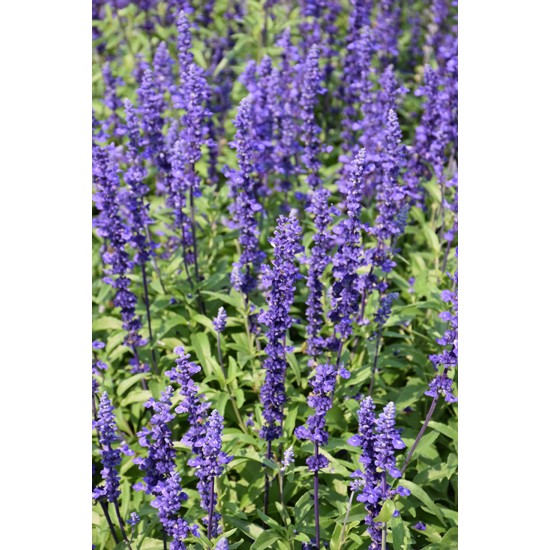 Seminte SALVIA farinacea VICTORIA Blue 1000s
