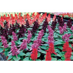 Seminte SALVIA splendens AMORE Mix Full1000s