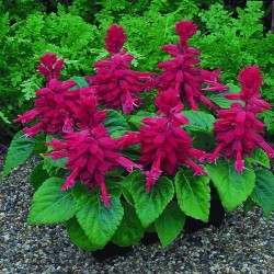 Seminte SALVIA splendens SALSA Burgundy 1000s