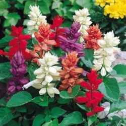 Seminte SALVIA splendens SALSA Mix 1000s