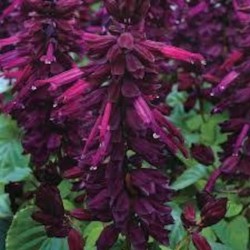 Seminte SALVIA splendens SALSA Purple 1000s