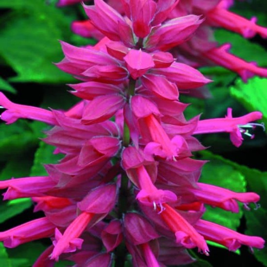 Seminte SALVIA splendens SALSA Rose 1000s