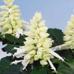 Seminte SALVIA splendens SALSA White 1000s
