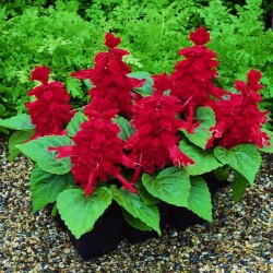 Seminte SALVIA splendens SALSA Scarlet 1000s