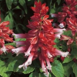 Seminte SALVIA splendens SALSA Scarlet Bicolor 1000s