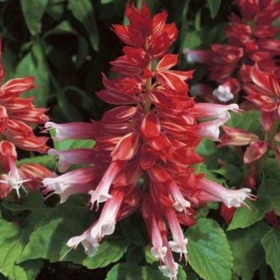 Seminte SALVIA splendens SALSA Scarlet Bicolor 1000s