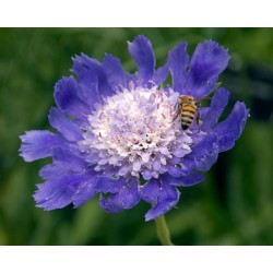 Seminte SCABIOSA caucasica FAMA Deep Blue 500s