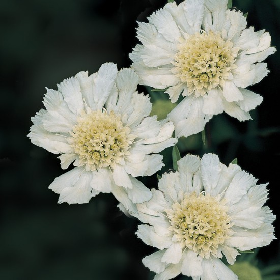 Seminte SCABIOSA caucasica FAMA White 500s