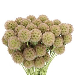 Seminte SCABIOSA stellata Drumstick - 10 g