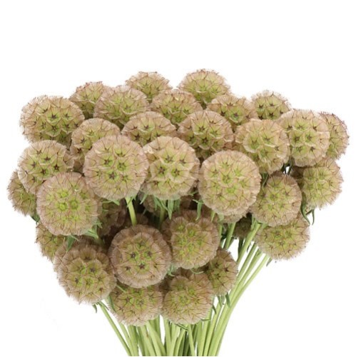 Seminte SCABIOSA stellata Drumstick - 10 g