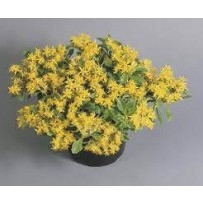 Seminte SEDUM ellacombianum Spirit 1000s