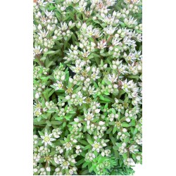 Seminte SEDUM rubens Lizard 1000s