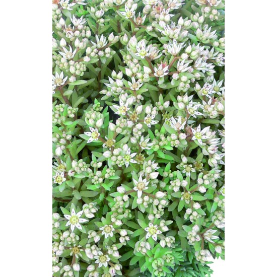 Seminte SEDUM rubens Lizard 1000s