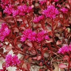 Seminte SEDUM spurium Voodoo 1000s