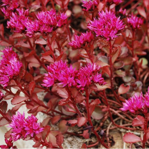 Seminte SEDUM spurium Voodoo 1000s