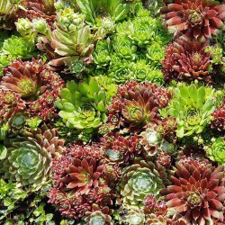 Seminte SEMPERVIVUM species Hippie Chicks 1000s