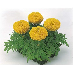 Seminte TAGETES erecta ANTIGUA F1 Gold 1000s