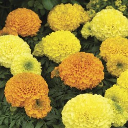 Seminte TAGETES erecta ANTIGUA F1 Mix 1000s