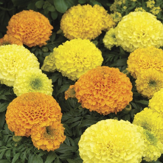 Seminte TAGETES erecta ANTIGUA F1 Mix 1000s