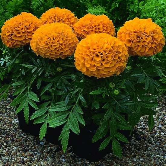 Seminte TAGETES erecta ANTIGUA F1 Orange 1000s