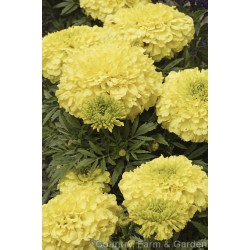Seminte TAGETES erecta ANTIGUA F1 Primrose 1000s