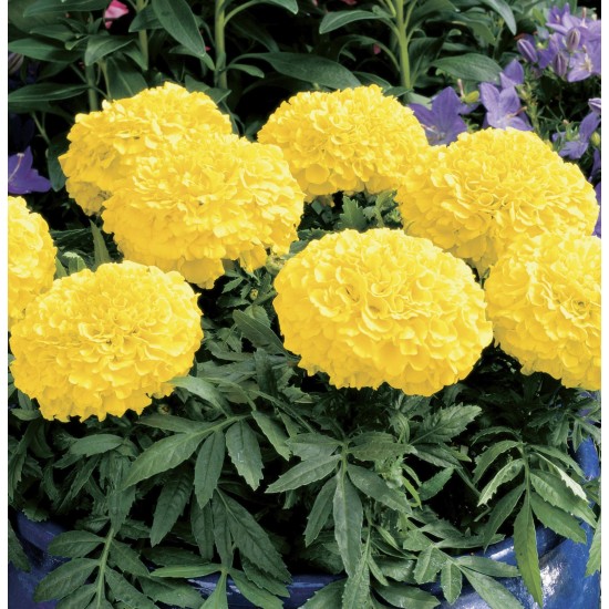 Seminte TAGETES erecta ANTIGUA F1 Yellow 1000s