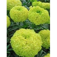 Seminte TAGETES erecta NOSENTO F1 Limegreen 1000s
