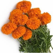 Seminte TAGETES erecta XOCHI F1 Orange 250s