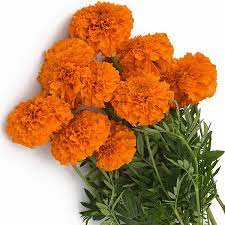 Seminte TAGETES erecta XOCHI F1 Orange 1000s