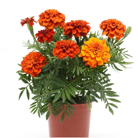 Seminte TAGETES patula FIREBALL 1000s
