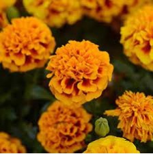 Seminte TAGETES patula HOT PAK Fire 1000s