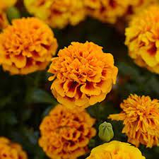 Seminte TAGETES patula HOT PAK Fire 1000s