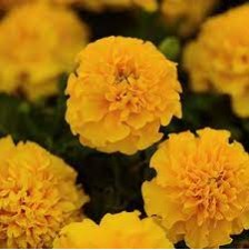 Seminte TAGETES patula HOT PAK Gold 1000s