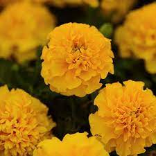 Seminte TAGETES patula HOT PAK Gold 1000s