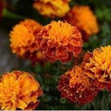 Seminte TAGETES patula HOT PAK Harmony 1000s
