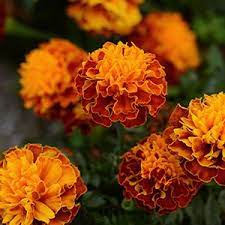 Seminte TAGETES patula HOT PAK Harmony 1000s
