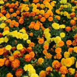 Seminte TAGETES patula HOT PAK Mix 1000s