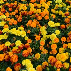 Seminte TAGETES patula HOT PAK Mix 1000s