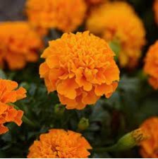 Seminte TAGETES patula HOT PAK Orange 1000s