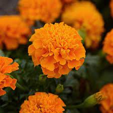 Seminte TAGETES patula HOT PAK Orange 1000s