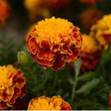 Seminte TAGETES patula HOT PAK Spry 1000s