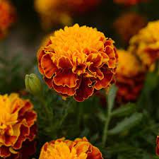Seminte TAGETES patula HOT PAK Spry 1000s
