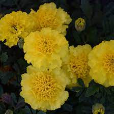 Seminte TAGETES patula HOT PAK Yellow 1000s