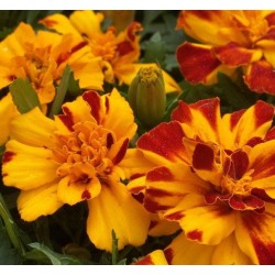 Seminte TAGETES patula SAFARI Bolero 1000s