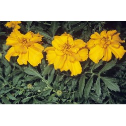 Seminte TAGETES patula SAFARI Gold 1000s
