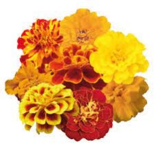 Seminte TAGETES patula SAFARI Mix 1000s